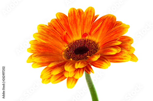 Bright gerbera