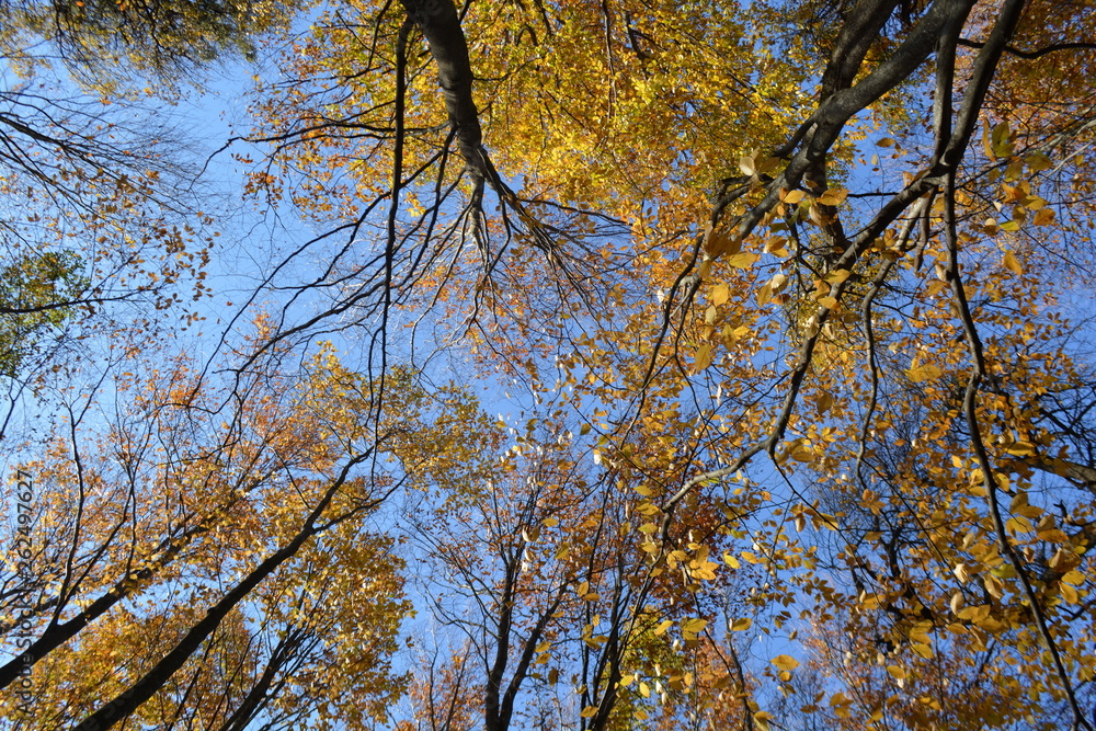 forest trees roots leaves green forest trees roots leaves green