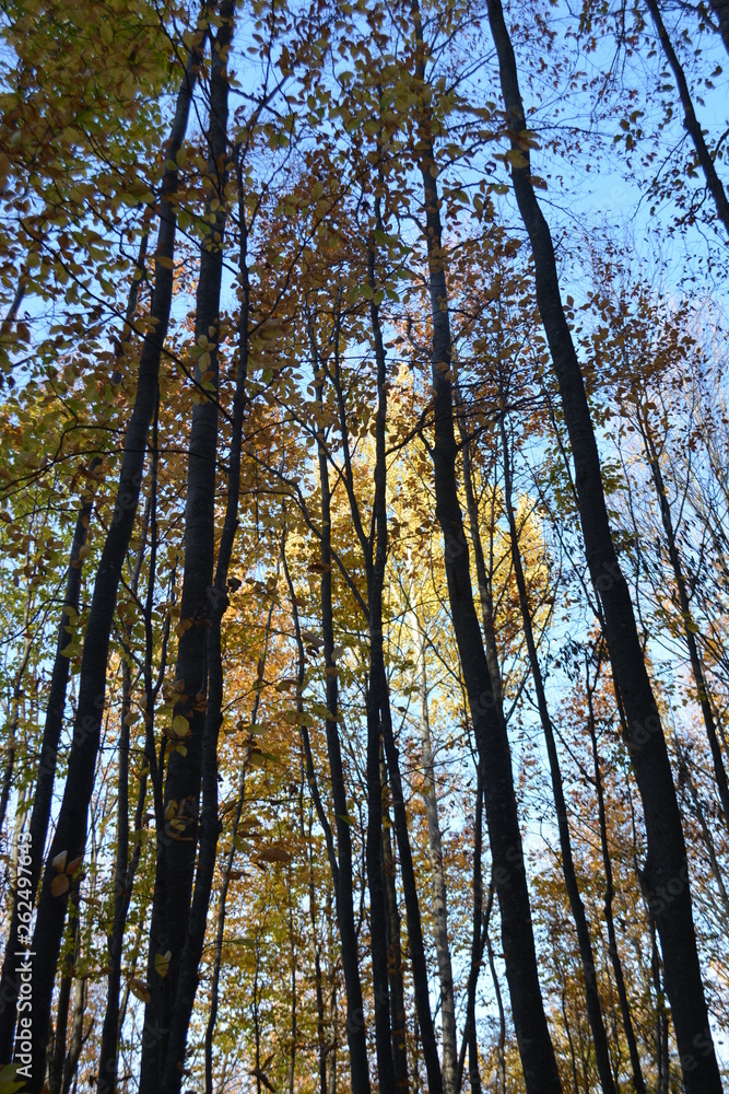 forest trees roots leaves green forest trees roots leaves green