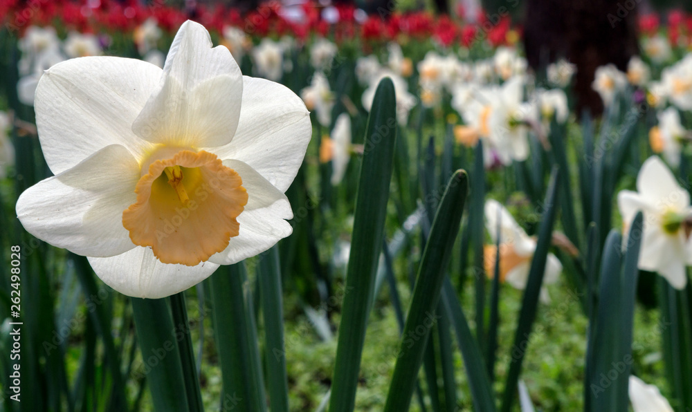 Narcissus daffodil flowers and green leaves and flowers in background Narcissus daffodil flowers and green leaves and flowers in background