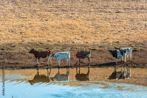 Farming. Dairy cows at the farm dam