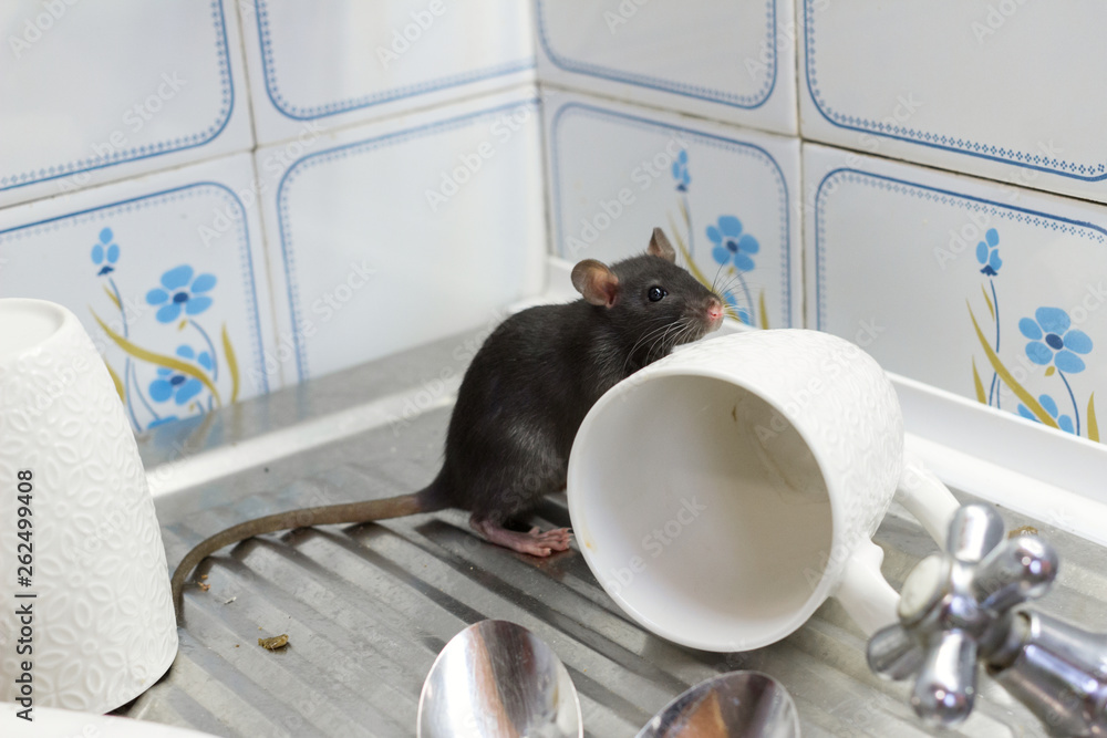 Black rats(Rattus norvegicus), dirty white plates and cups on a sink in an apartment house in a