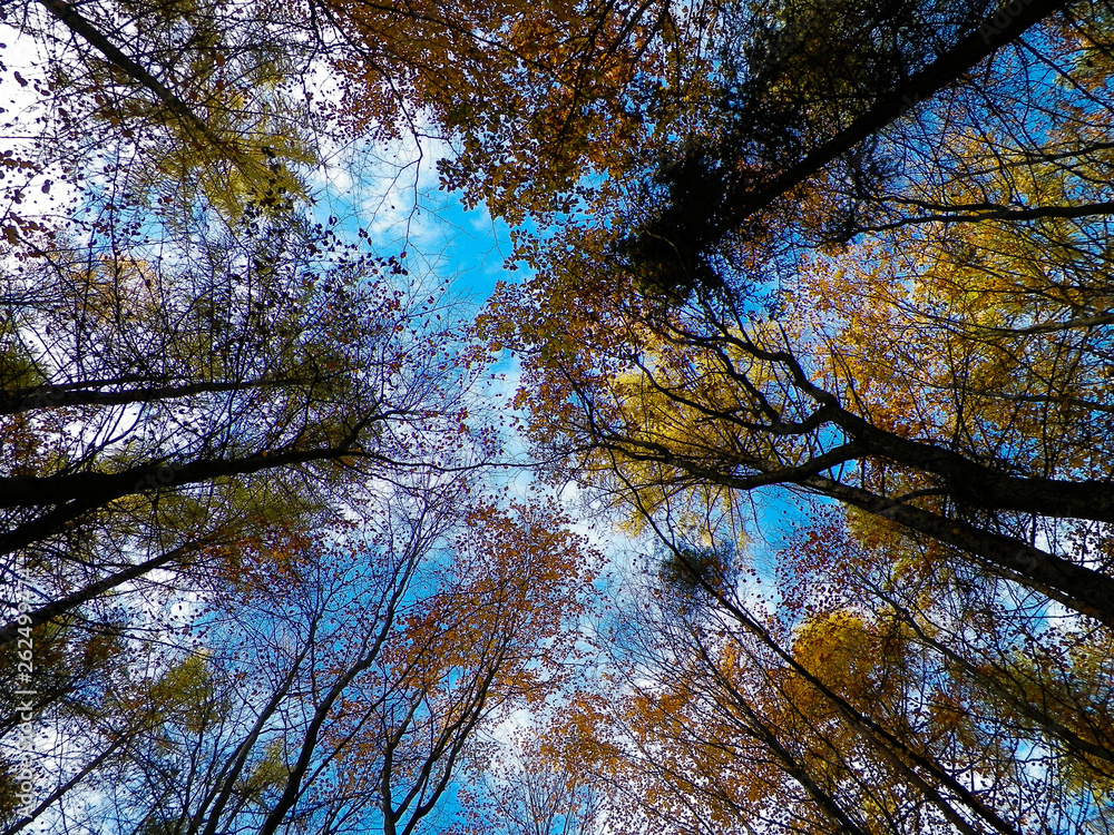 Forest, autumnal trees against blue sky nature background.