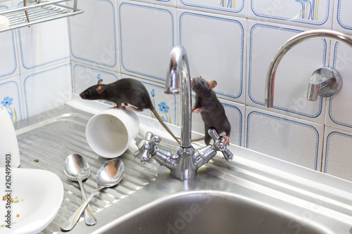 Black rats(Rattus norvegicus), dirty white plates and cups on a sink in an apartment house in a kitchen. Fight with vermins, pest control, rodents in an apartment concept. Extermination. photo