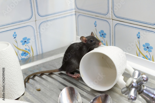 Black rats(Rattus norvegicus), dirty white plates and cups on a sink in an apartment house in a kitchen. Fight with vermins, pest control, rodents in an apartment concept. Extermination. photo