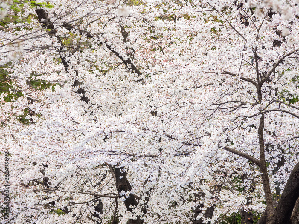 Beautiful sakura blossoms in spring Beautiful sakura blossoms in spring