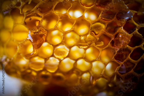 Honeycomb with honey photo