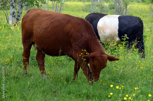 Limousin cattle are a breed of beef cattle originating from the Limousin and Marche regions of France and Belted Galloway is a heritage beef breed of cattle originating from Galloway in Soctland  photo