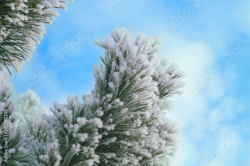 Close up view of frost ice covered green needle branch pine tree © Art du trio