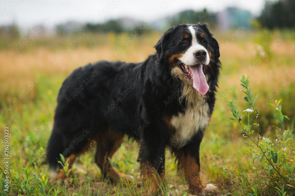 Bernese mountain dog in the yellow field