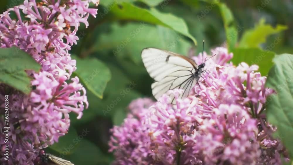 Aporia crataegi, Black Veined White butterfly in wild. White butterflies on lilac flower. Slow motion 240 FPS Aporia crataegi, Black Veined White butterfly in wild. White butterflies on lilac flower. Slow motion 240 FPS