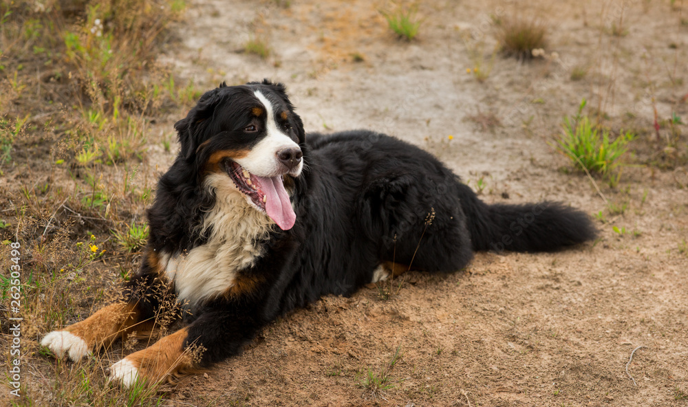 Fototapeta premium Bernese mountain dog in the summer meadow
