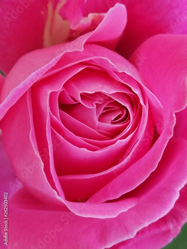 macro rosa