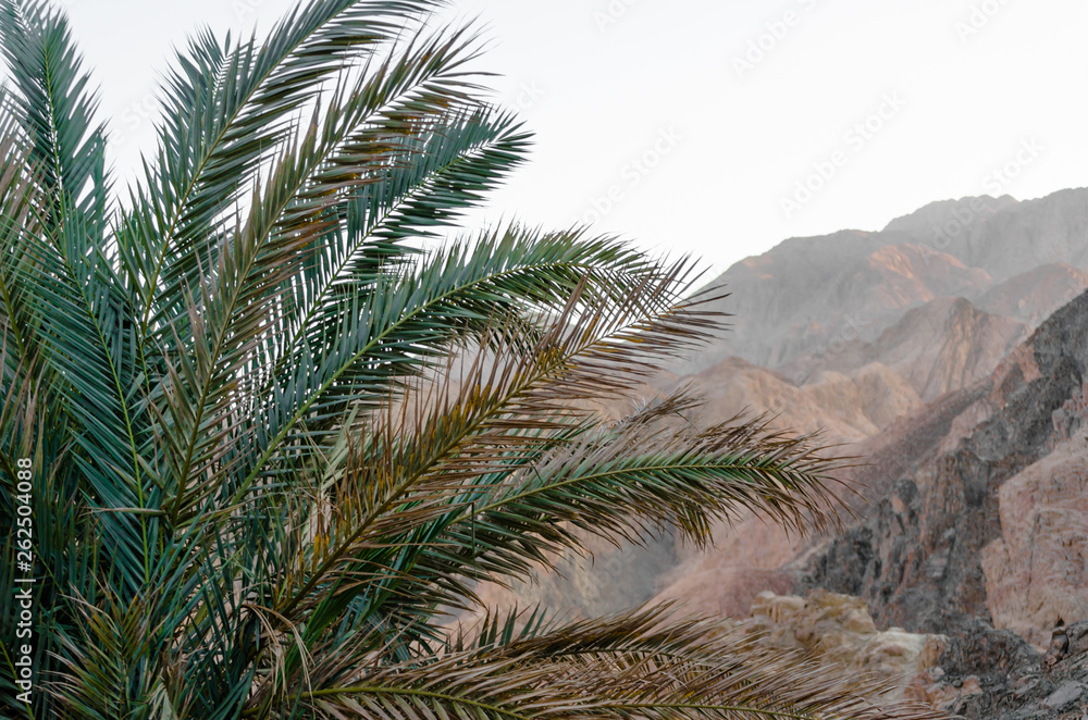 palm branches on the background of the rocky mountains in the evening in Egypt Dahab palm branches on the background of the rocky mountains in the evening in Egypt Dahab