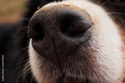 Close up of dog nose, Bernese Mountain Dog .