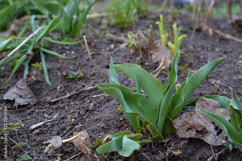 Green tulip leaves and last year’s leaves in the garden