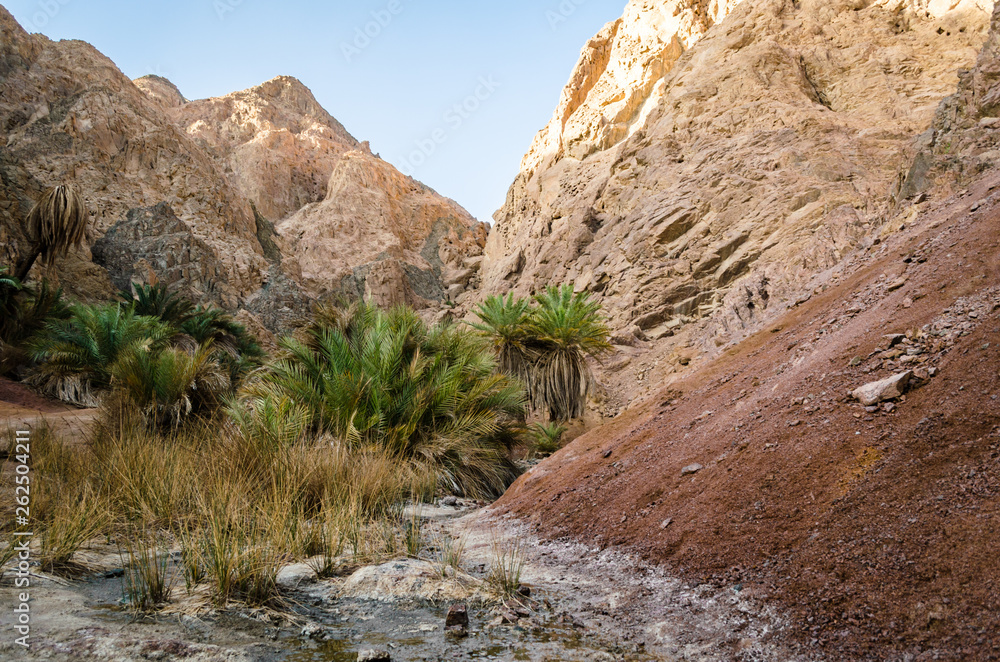mountain landscape with palm trees and plants in the desert of Egypt Dahab