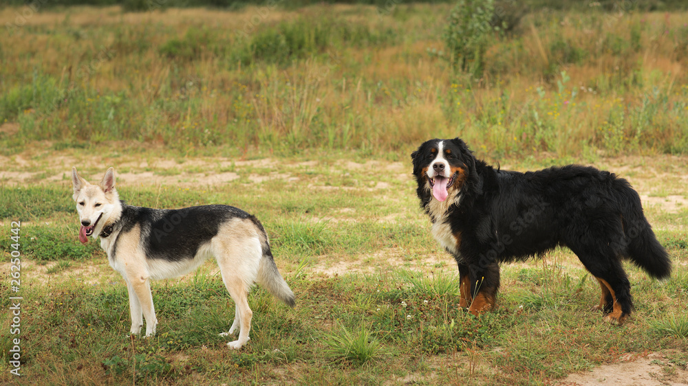 Two dogs husky and Bernese Mountain Dog standing on green meadow and looking at camera . Green grass background Two dogs husky and Bernese Mountain Dog standing on green meadow and looking at camera . Green grass background