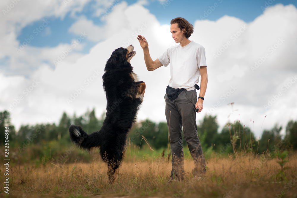 young man walking with Bernese Mountain Dog on the summer field young man walking with Bernese Mountain Dog on the summer field