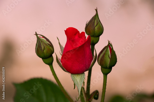 Red rose with rosebud on blury background photo