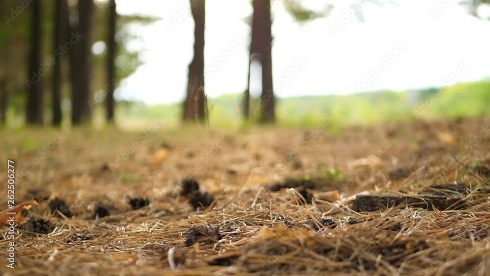 Forest soil on which dry grass and pine cones in the autumn forest during sunset Forest soil on which dry grass and pine cones in the autumn forest during sunset