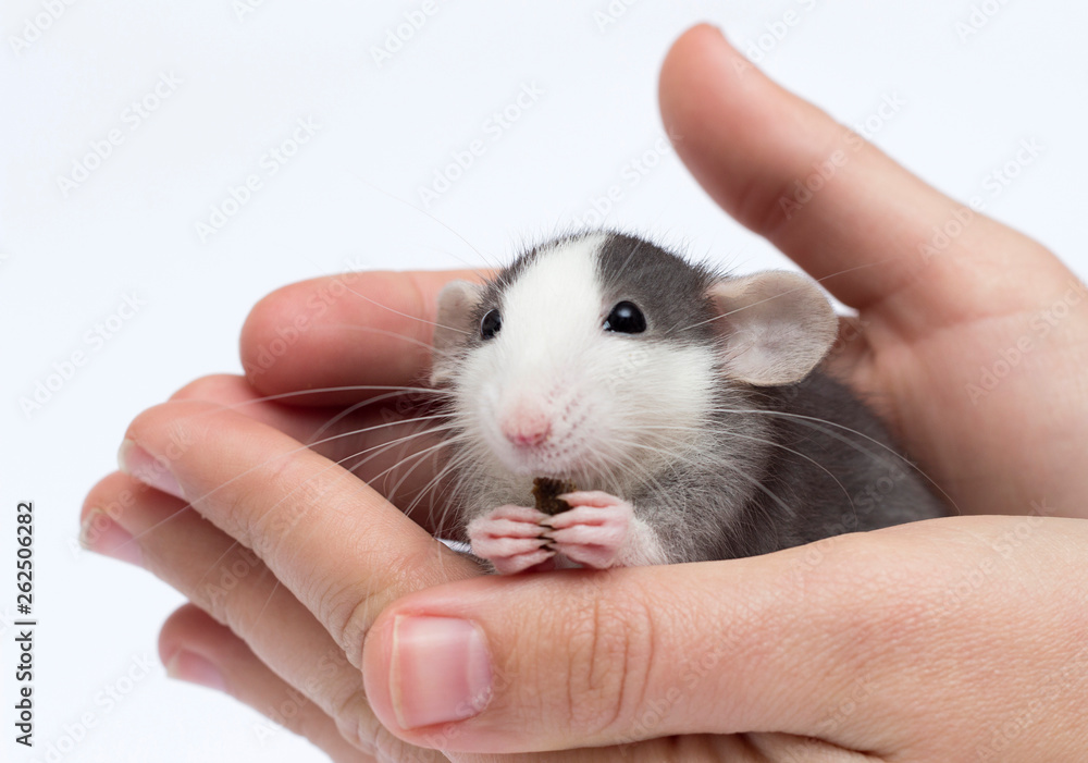 cute little rat in hand cute little rat in hand
