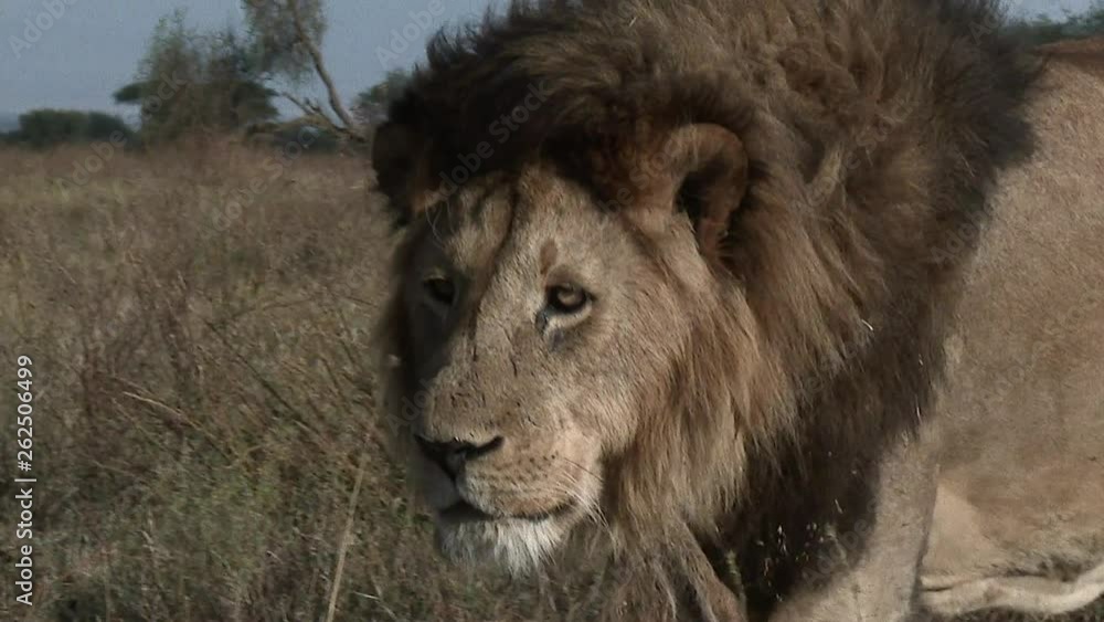 Lion (Panthera leo) male passing camera very close, in early morning light, Serengeti N.P. Tanzania Lion (Panthera leo) male passing camera very close, in early morning light, Serengeti N.P. Tanzania