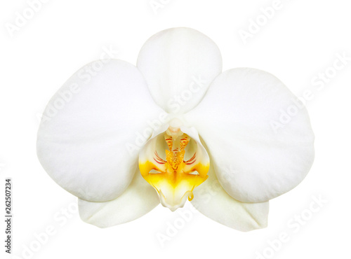 tender white orchid flower