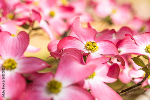 Focal point shot of pink petals of a Dogwood tree © Chris