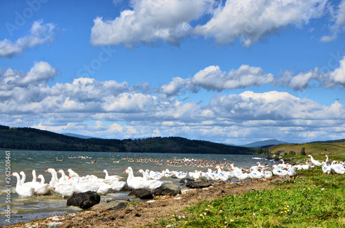Domestic geese on lake Uzunkul (southern Urals). Some birds have paint on their wings. The owners did this in order not to confuse their birds with the neighbors.