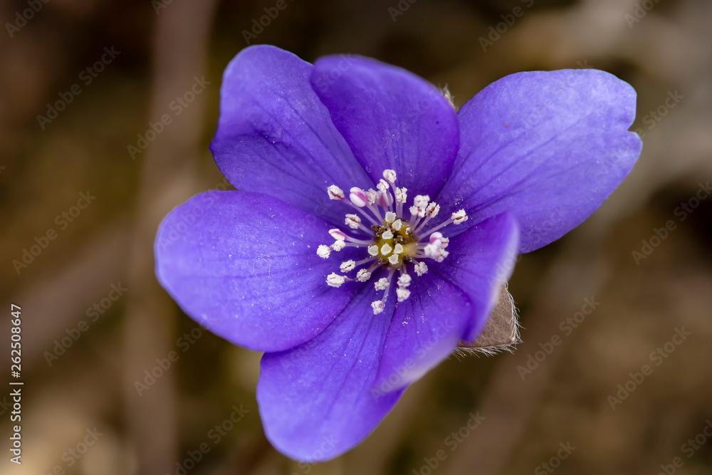 Beautiful blue flower Hepatica nobilis, in a spring sunny day. Macro. Beautiful blue flower Hepatica nobilis, in a spring sunny day. Macro.