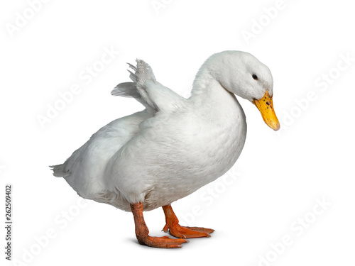 Tame white duck, standing side ways facing camera. Looking down and shaking out wings. Isolated on white background.