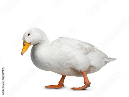Tame white duck, standing / walking side ways. Looking down searching for food. Isolated on white background.