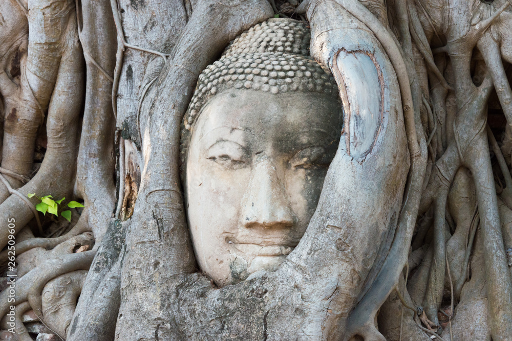 Ayutthaya, Thailand - Apr 10 2018: The head of Buddha in WAT MAHATHAT in Ayutthaya, Thailand. It is part of the World Heritage Site - Historic City of Ayutthaya.