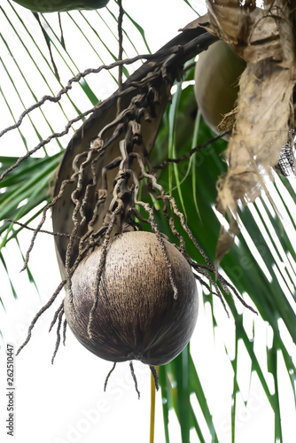 Coconut in one bunch may have more than one fruit or none at all.