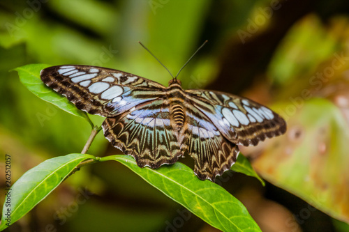 Malaysian Blue Clipper Butterfly (Parthenos sylvia lilacinus) © Walter_D