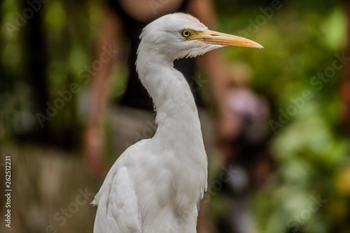 The great egret (Ardea alba), also known as the common egret, large egret, or (in the Old World) great white egret or great white heron