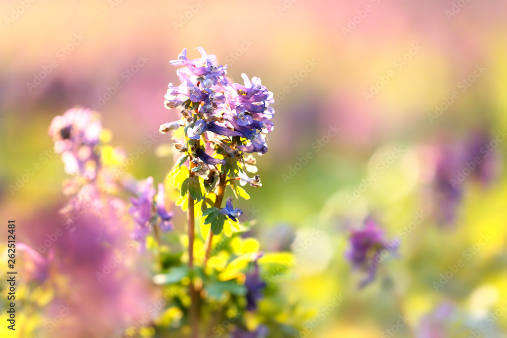 Fototapeta premium Spring flower meadow