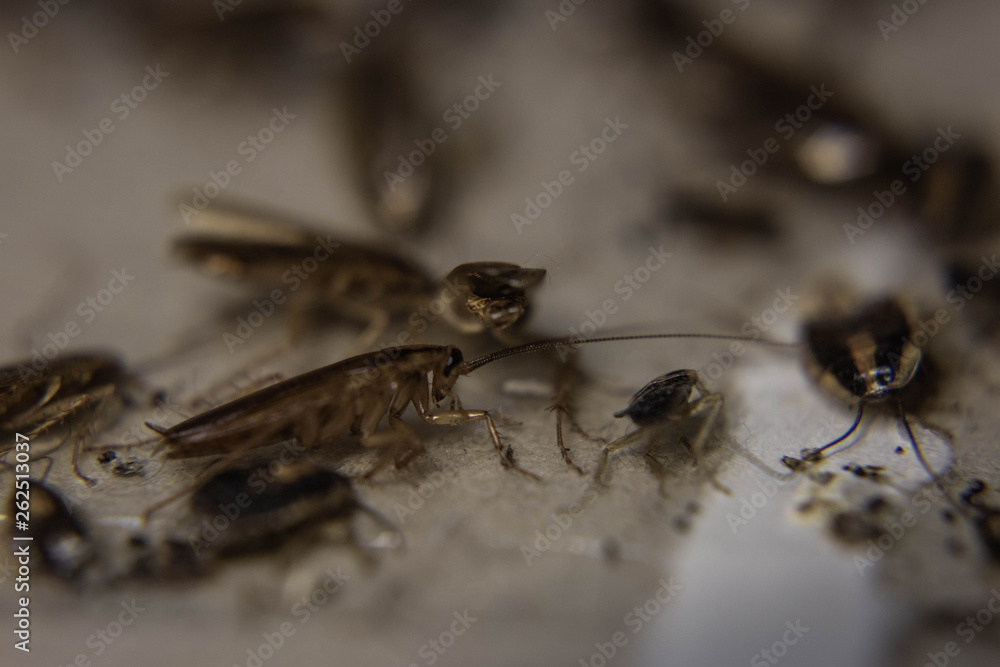 dead cockroaches trapped