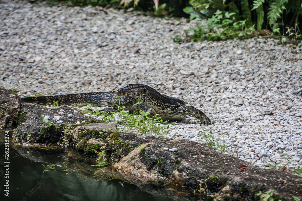 The alerted Asian water monitor (Varanus salvator), also called common water monitor The alerted Asian water monitor (Varanus salvator), also called common water monitor