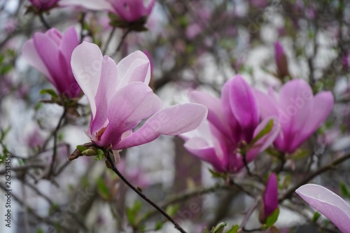 Pink and white Magnolia flowers background Close up   Spring blossom