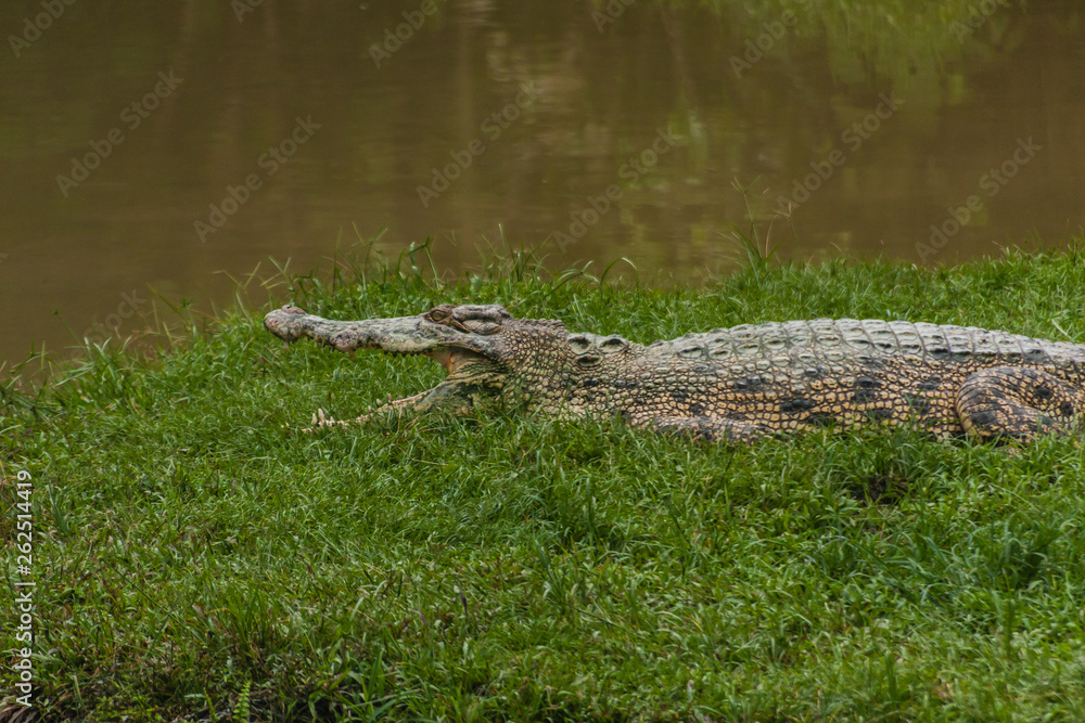 The saltwater crocodile (Crocodylus porosus) is a crocodilian native to saltwater habitats and brackish wetlands from India's east coast across Southeast Asia and the Sundaic region The saltwater crocodile (Crocodylus porosus) is a crocodilian native to saltwater habitats and brackish wetlands from India's east coast across Southeast Asia and the Sundaic region