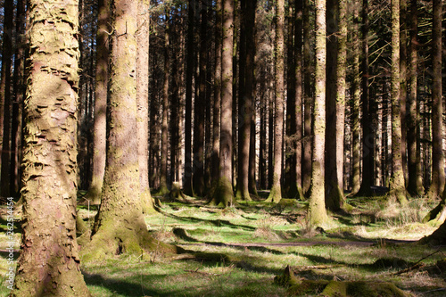 Forest of Scots pine with shadows of trees on green grass and moss