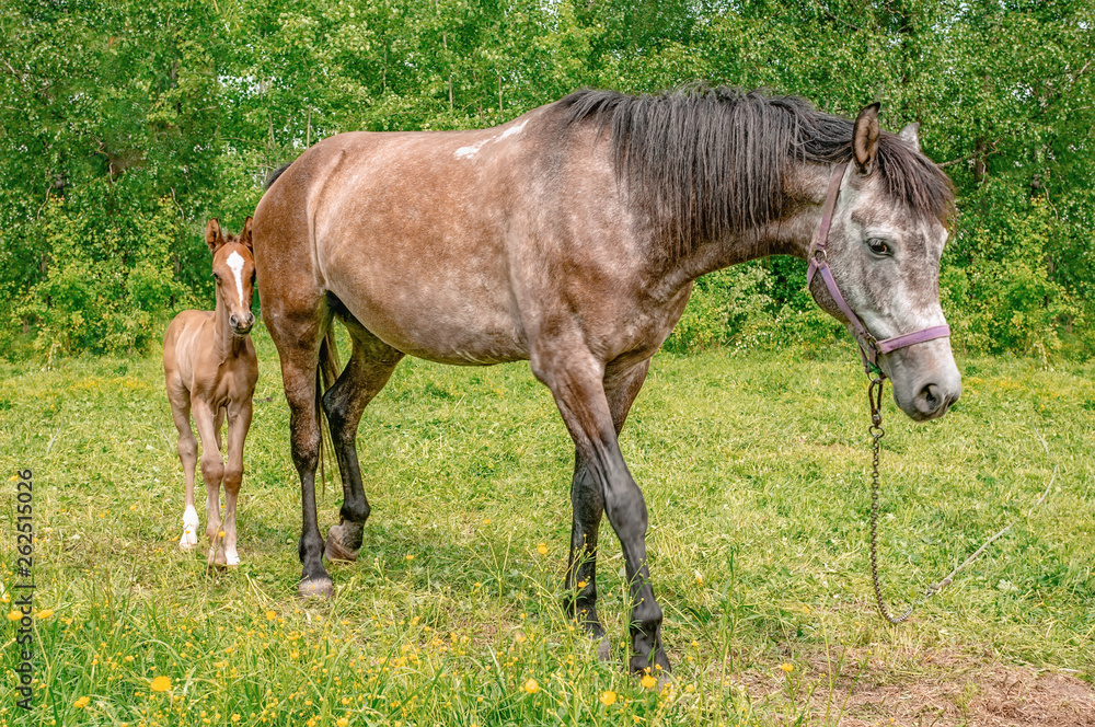 A horse with a newborn foal grazes in a meadow in Sunny weather