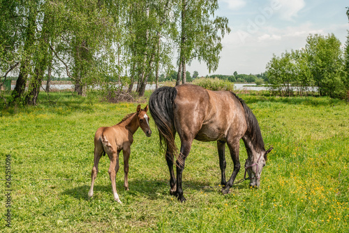 A horse with a newborn foal grazes in a meadow in Sunny weather © Oksana