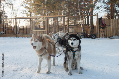 Group of Siberian Husky Dog sled are sitting and standing on the snow