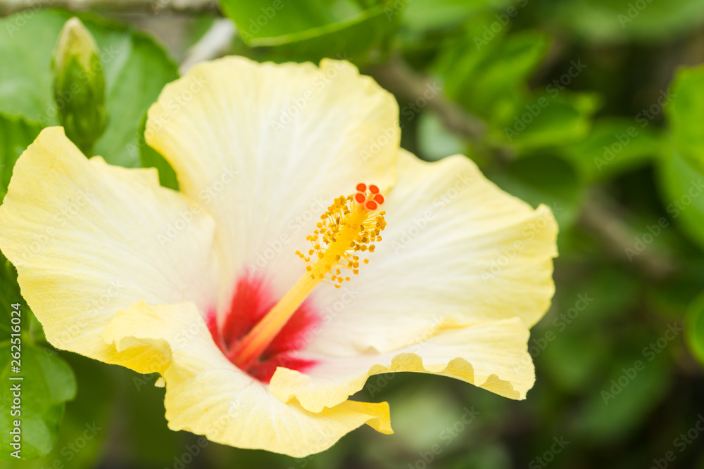Close up of Yellow Hibiscus