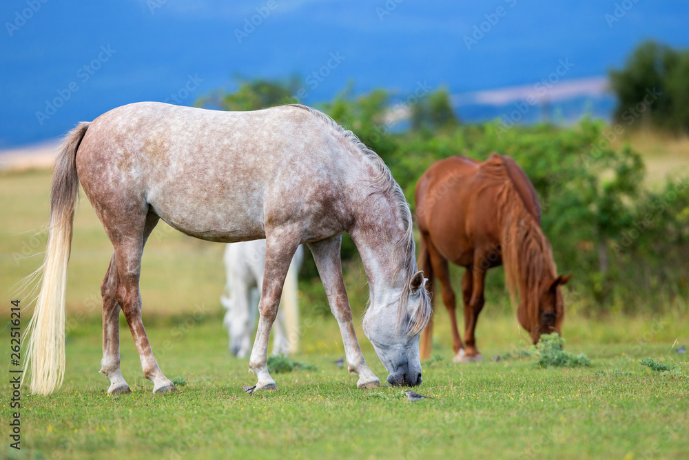 Horses eat grass in field outdoors in summer