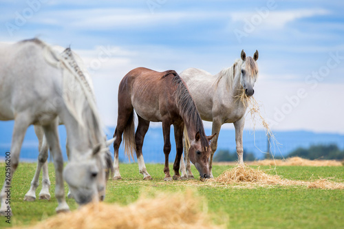 Group of young horses eating hay on pasture in summer