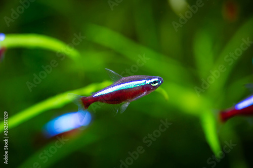 Fototapeta The neon tetra Jumbo(Paracheirodon innesi) is a freshwater fish of the characin family